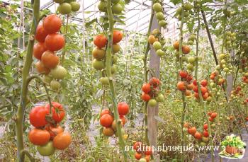 Cuidado de los tomates en invernadero de policarbonato.