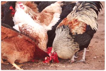 O podjetju Chicken Business: dobiček, strategija, poslovni načrt, povratne informacije