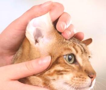 Kako očistiti ušesa mačke doma, kot to storiti, kako pravilno izplakniti, drgniti in jih zdraviti?