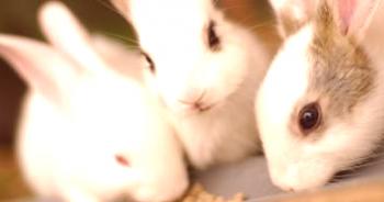 Coccidiosis de conejo: tratamiento, síntomas, prevención.