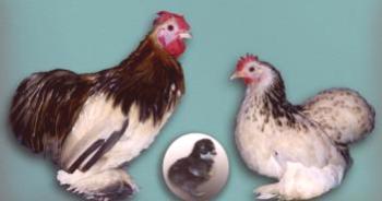 Kochinhini raza de pollos: características, descripción, comentarios