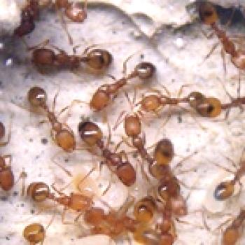 Kako se znebiti domače mravlje, metode boja