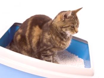 Aplicación de aceite de vaselina para gatos con estreñimiento.