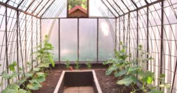 Cultivo de pepinos en invernadero de policarbonato, siembra.