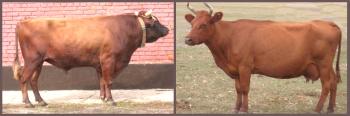 Червената степна порода крави: характеристика и снимка