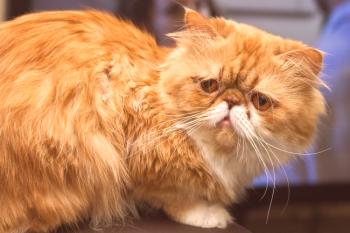 Perzijska mačka (fotografija): živalska umetniška bohemija
