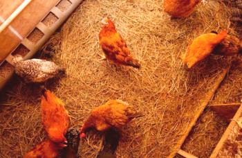 Reglas para tener pollos en casa: