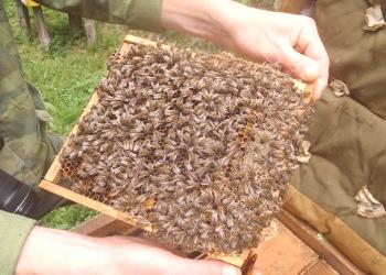 Raza caucásica de abejas