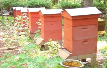 Пчелни вредители и врагове, които ядат пчели