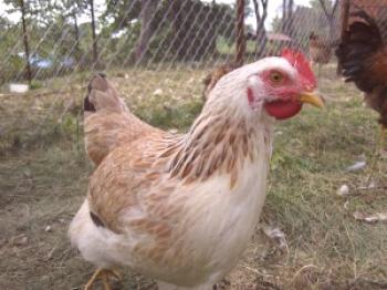 Salmón Zagorsk raza de pollos: rendimiento y descripción de la raza