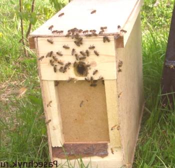 Cómo trasplantar abejas de una caja de abejas.