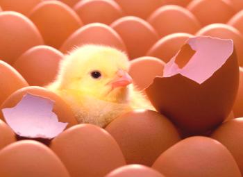 Señales de eclosión rápida y video con una descripción del proceso como pollos de incubación