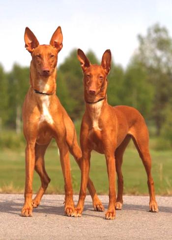 Кучето на фараона: енергично ловно куче и отдаден домашен любимец