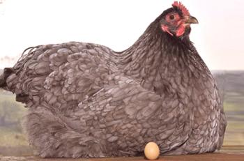 ¿Por qué los pollos llevan huevos pequeños y qué se debe hacer para aumentar su tamaño?