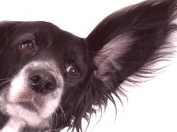 ¿Cómo determinar la raza de un perro para una zucchika?