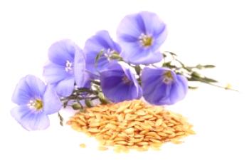 Семена от лен: ползи и вреди, полезни свойства