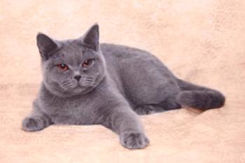 ¿Cuál es el famoso gato azul británico?Descripción de la raza, rasgos distintivos, historia.
