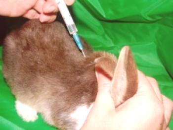 Vacunación de ratas - cuándo y cómo se hace (video)