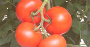 Primeras variedades de tomates para invernaderos: nombres.