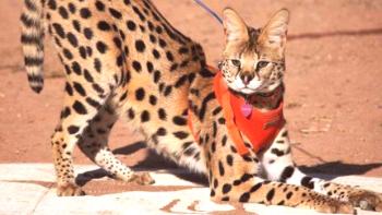 Serval: снимка на котка, цена, описание на породата, характер, видео, детски стаи
