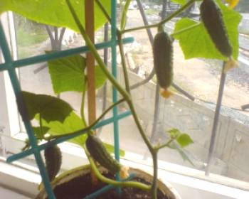 Cultivo de pepinos en el alféizar de una ventana.