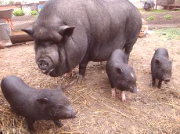 Хранене на виетнамски свине у дома: видео