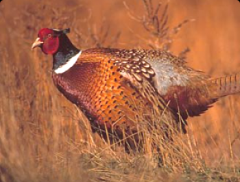 Severni kavkaški fazan: fotografija, opis, pogoji pridržanja