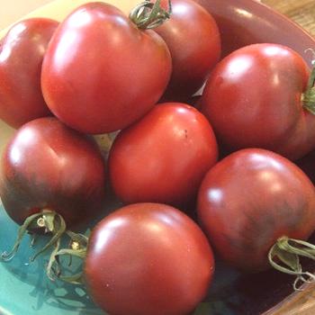 Los tomates son las mejores variedades para la región de Moscú.