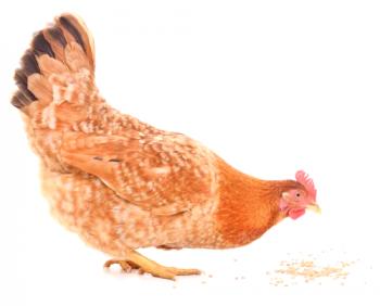 Salmón Zagorsk raza de pollos: descripción, foto