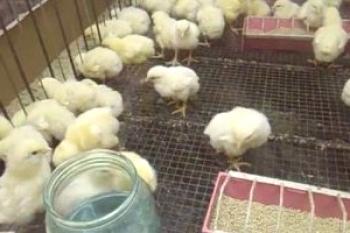 Cultivo de pollos de engorde en casa: video