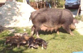 Raza de tocino de cerdo porcino: foto y descripción