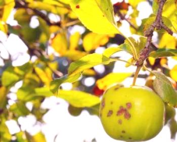 Zakaj rumeni listi jablane