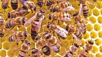 Reglas sanitarias veterinarias para el mantenimiento de abejas en áreas pobladas.
