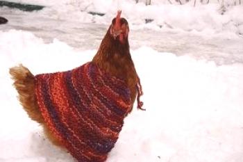 Manteniendo pollos en invierno en casa: video