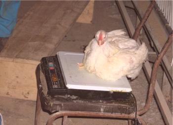 Una tabla para determinar el peso de los pollos de engorde por días y una descripción de los métodos de pesaje.