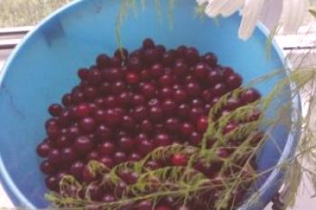 Compota de cerezas para el invierno sin esterilización: recetas sencillas con fotos y videos.
