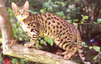 Serengeti: descripción y carácter de los gatos, peculiaridades del cuidado.