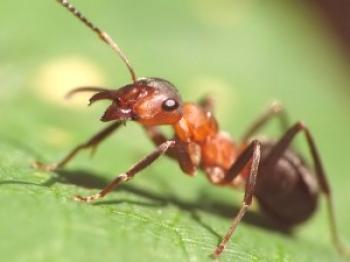 Uničevanje mravljev v podeželski hiši