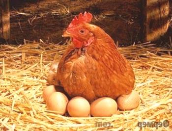 Najboljše vrste kokoši nosilcev, značilnosti vsebine