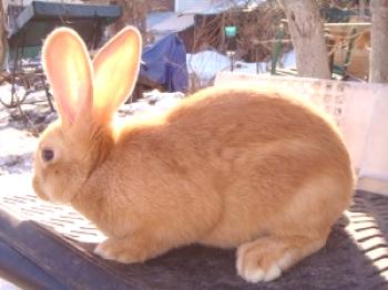 Raza borgoñona de conejos: foto y descripción