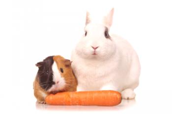 Какви видове зеленчуци и плодове може да се хранят със зайци?