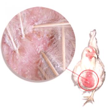 Piojos del pollo: cómo deshacerse de los parásitos, prevención