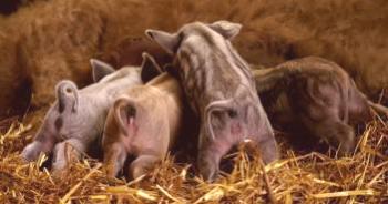 Raza húngara de cerdos en engorde: opiniones, fotos