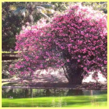 Oleander nega in rastoče fotografije