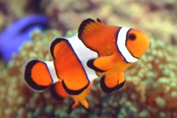 Риба-клоун: характеристики на съхранение, хранене