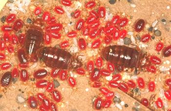 Koliko posteljnih žuželk živi in ​​kako jih pravilno uničiti