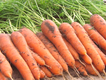 Zanahorias para el almacenamiento de invierno. ¿Qué tipo de zanahoria es la mejor?