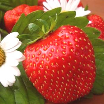 Strawberry velika cvetovi vrt, sajenje semen in oskrbe, bolezni in gnojila, razmnoževanje in gojenje, sorte, fotografije \ t