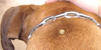 La varita del perro: fotos, síntomas, tratamiento.