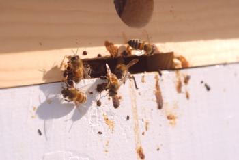 Enfermedades de las abejas y su tratamiento.